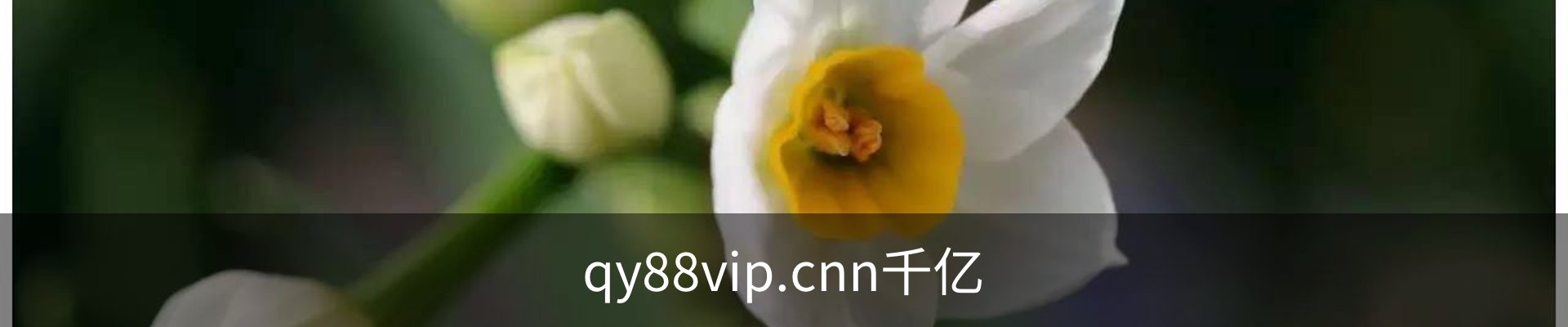 qy88vip.cnn千亿